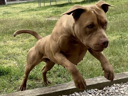 Santos Bullz