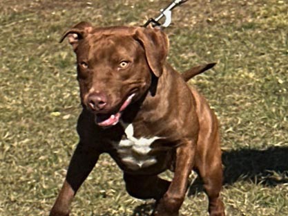 Pit Bull Breeder