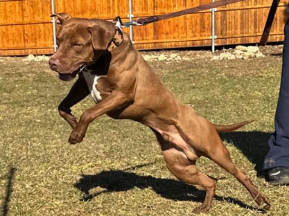 ADBA Breeder