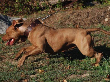 Pit Bull Breeder